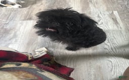 Brussels Griffon dogs for sale: Gidget - Image 5