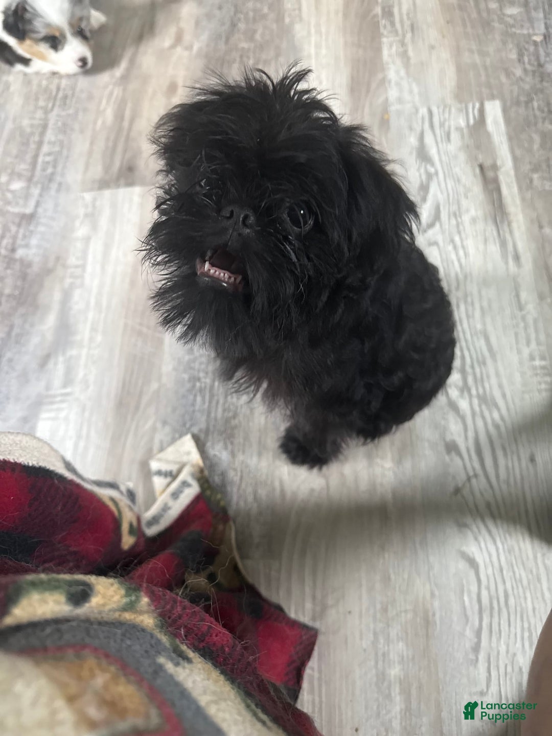 Brussels Griffon dogs for sale: Gidget - Image 5