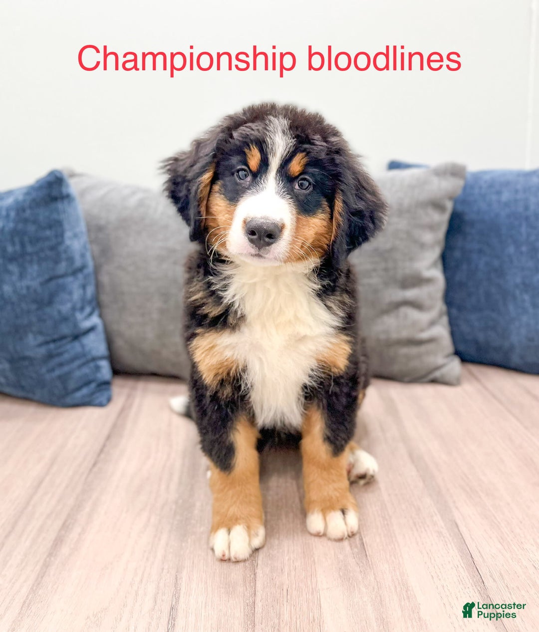 Bernese Mountain Dog dogs for sale: Raven - Image 1