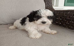 Havapoo dogs for sale: Bobby - Image 4