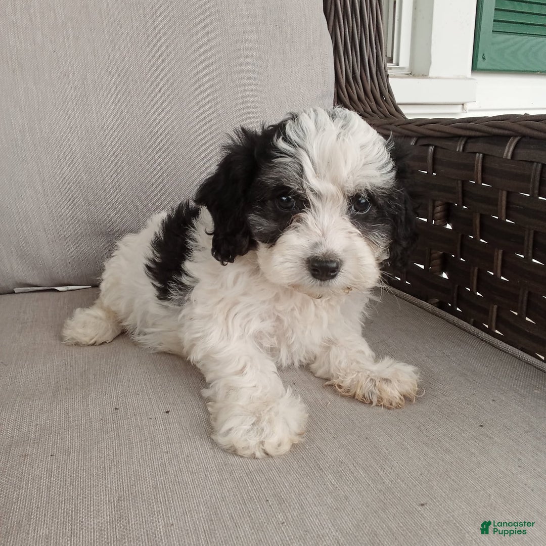 Havapoo dogs for sale: Bobby - Image 4