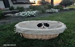 Cavalier King Charles Spaniel dogs for sale: Buddy - Image 4