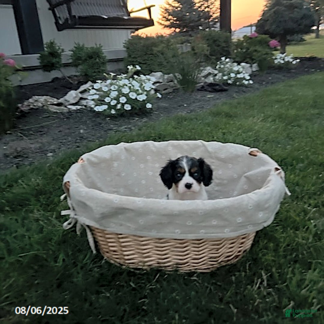Cavalier King Charles Spaniel dogs for sale: Buddy - Image 4