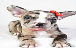 Frenchton dogs for sale: Finley - Image 8