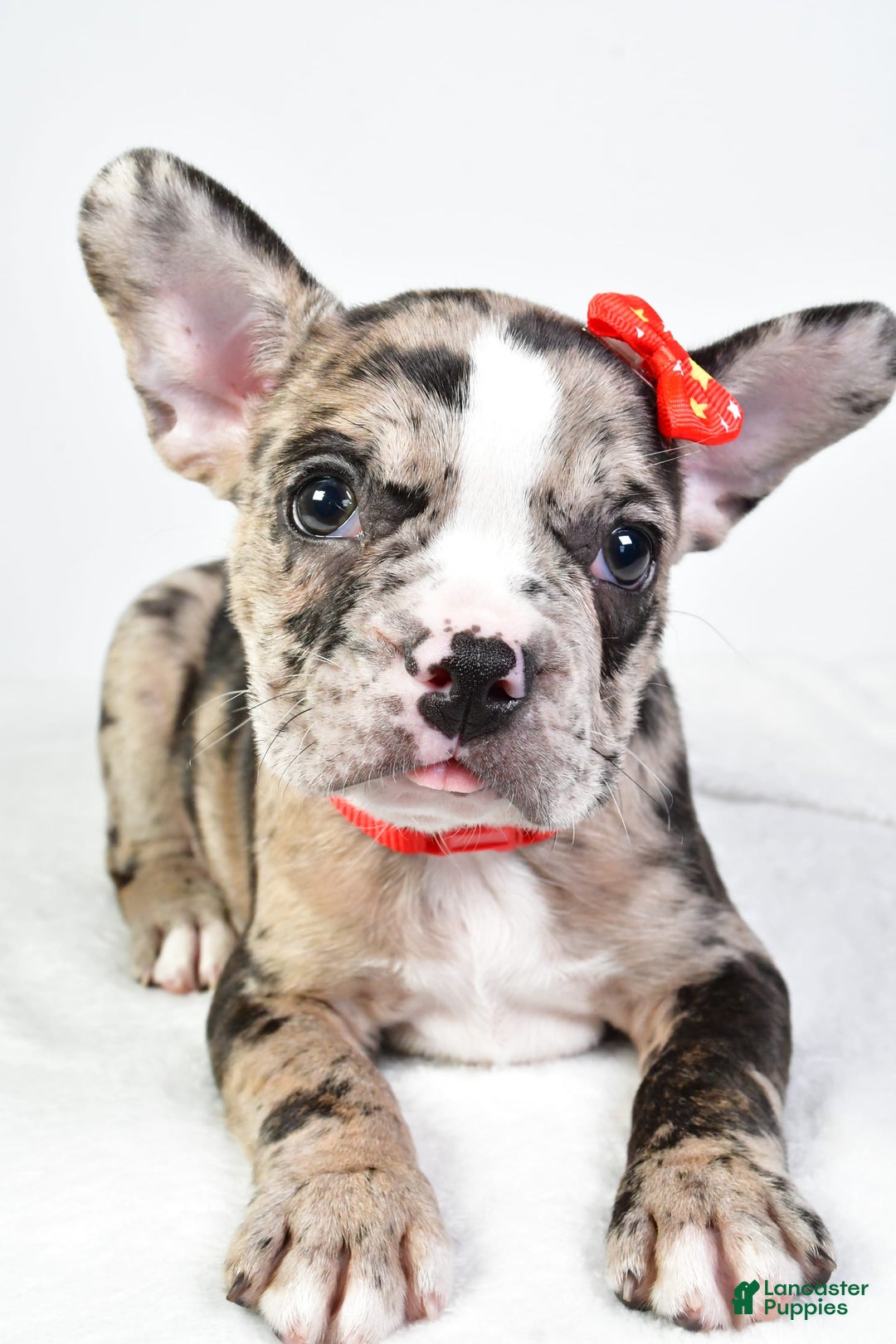 Frenchton dogs for sale: Finley - Image 8