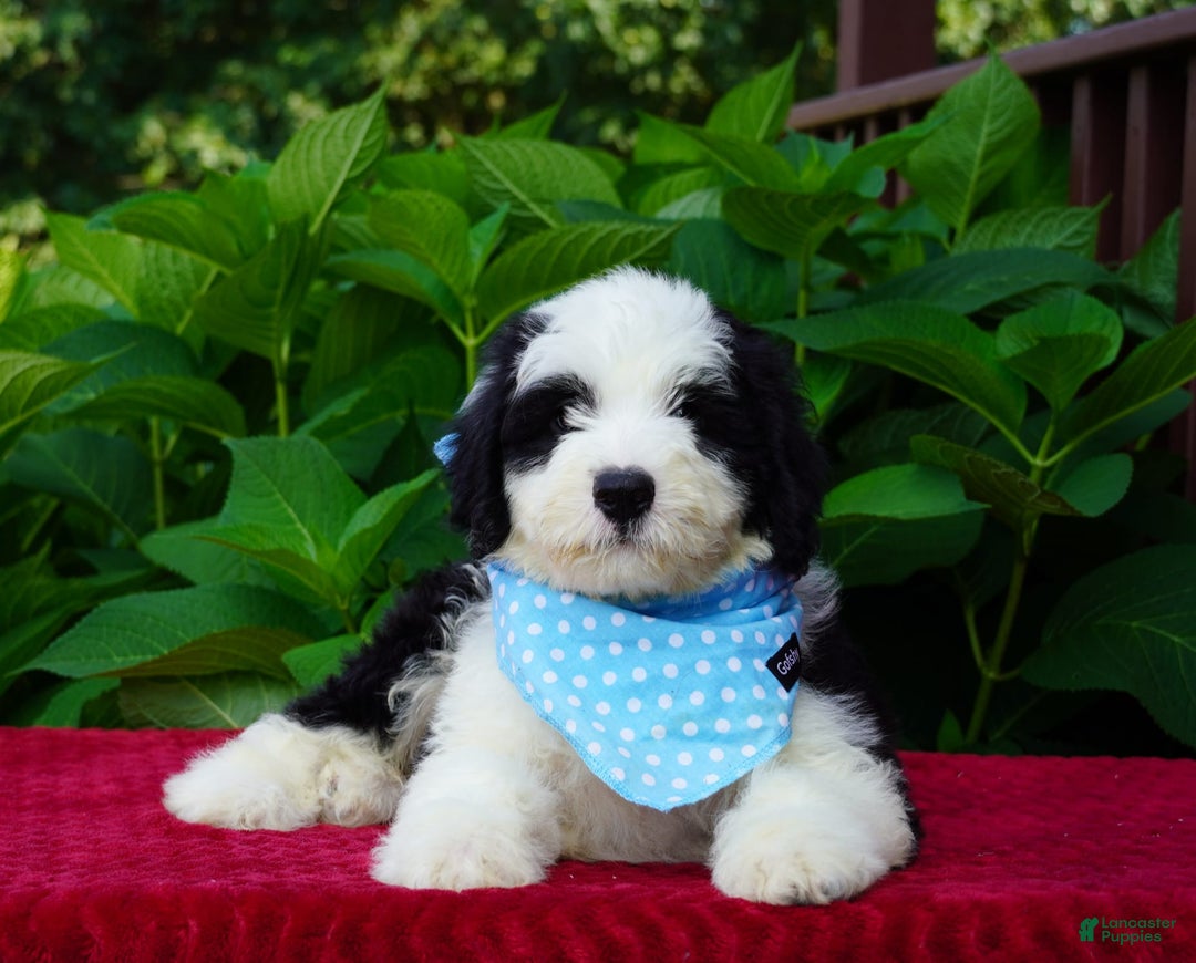 Sheepadoodle dogs for sale: Oreo - Image 2