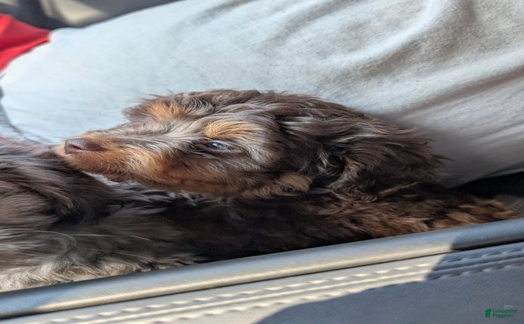 Mini Aussiedoodle dogs - Advert 11