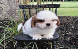 Shih Tzu dogs for sale: Timber - Image 4