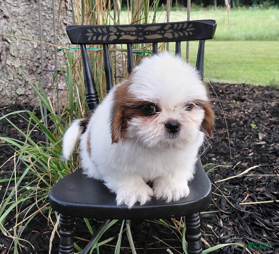 Shih Tzu dogs for sale: Timber - Image 4