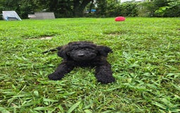 Goldendoodle dogs for sale: Rhys - Image 2