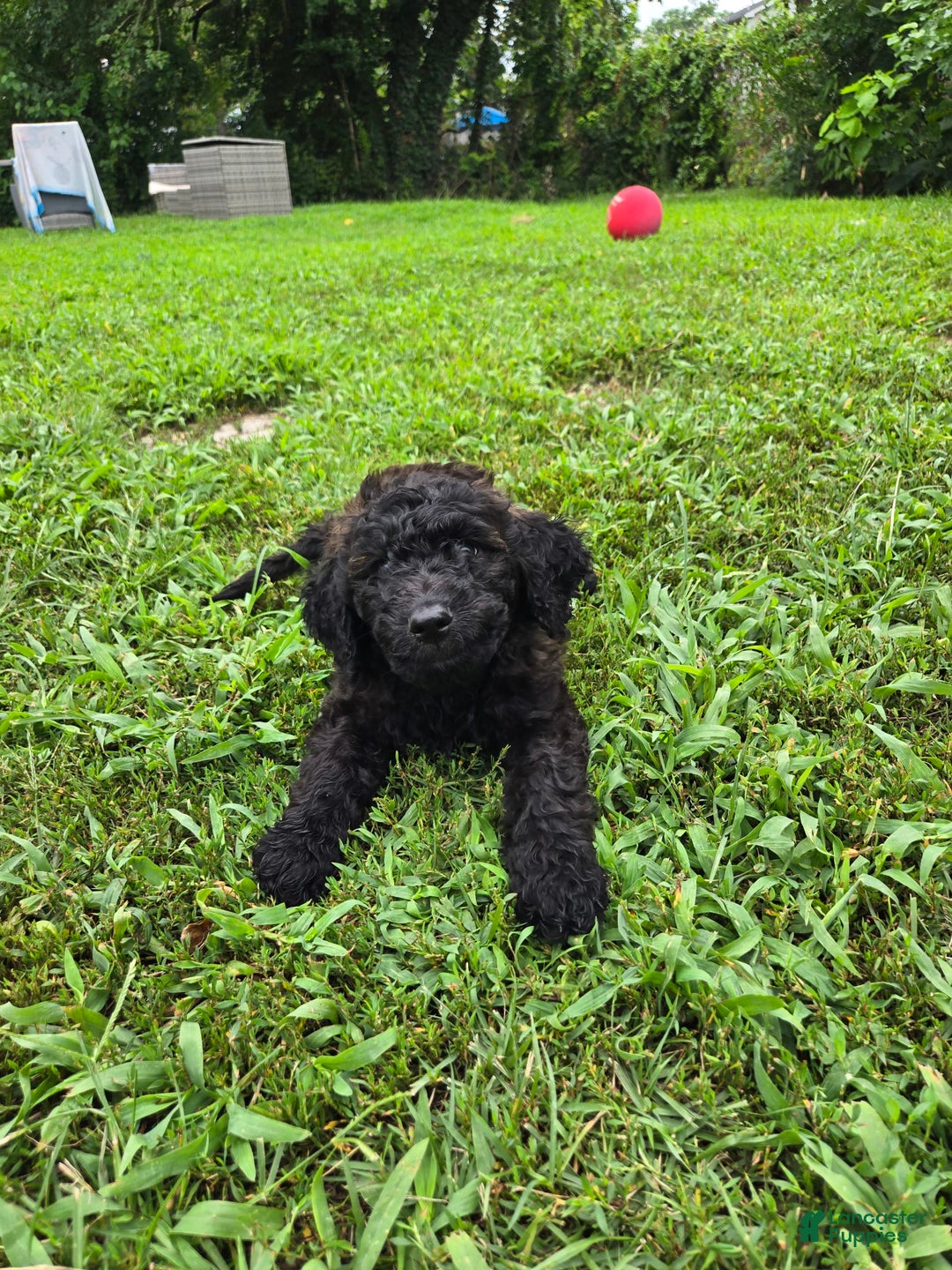Goldendoodle dogs for sale: Rhys - Image 2
