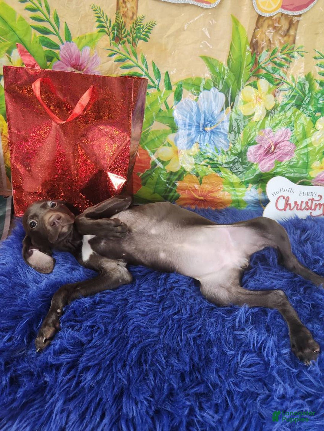 German Shorthaired Pointer dogs for sale: Novak - Image 1