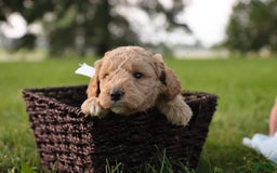 Mini Goldendoodle dogs for sale: Leo - Image 1