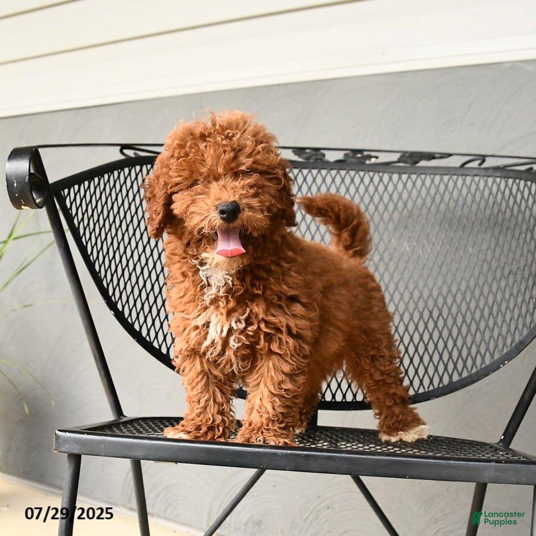 Mini Goldendoodle dogs for sale: Lilly - Image 4