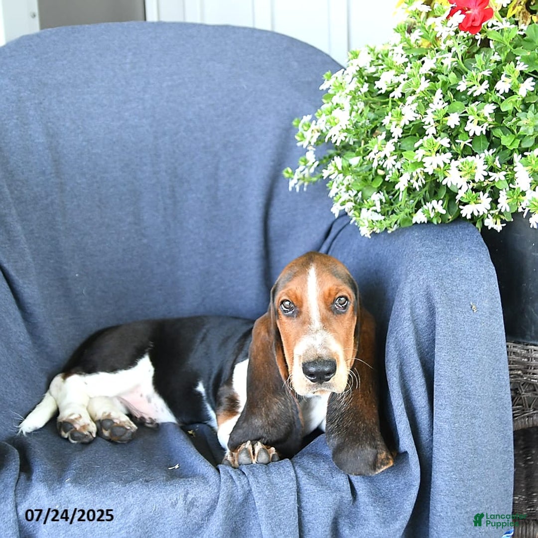 Basset Hound dogs for sale: Victor - Image 3