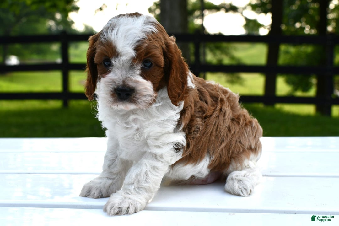 Cavapoo dogs for sale: Mia - Image 17