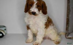 Mini Goldendoodle dogs for sale: Hunter - Image 10