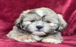 Shih Tzu dogs for sale: Dick - Image 11