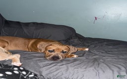 American Bully dogs for sale: Fawn/bluefawn - Image 10