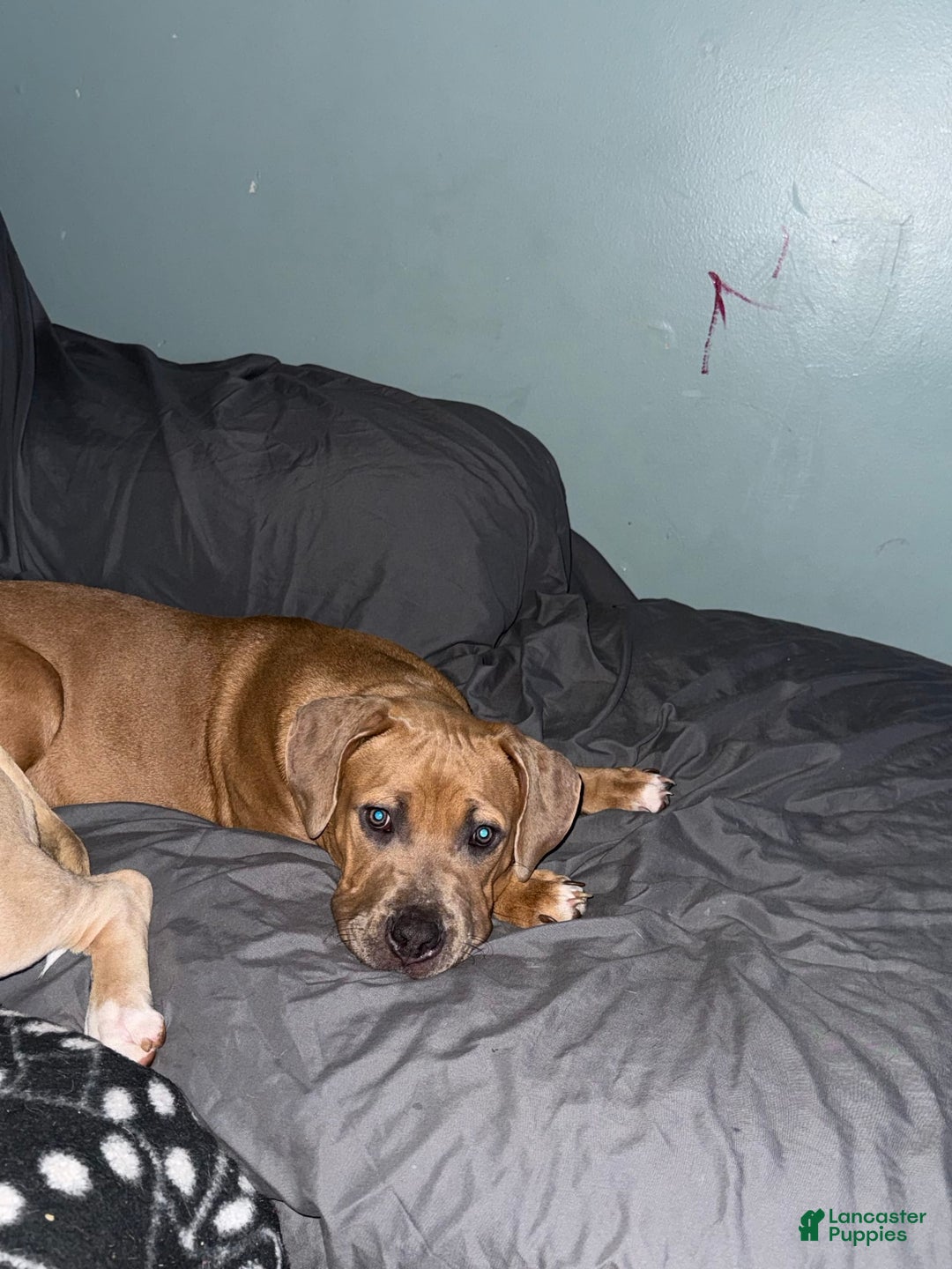 American Bully dogs for sale: Fawn/bluefawn - Image 10