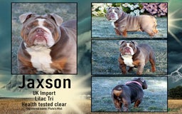 English Bulldog dogs for sale: Truffles - Image 20