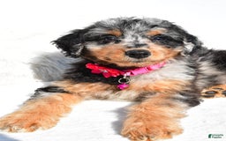 Mini Aussiedoodle dogs for sale: Ellia - Image 4