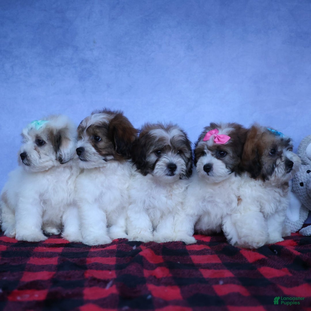 Shihpoo dogs for sale: Hunter - Image 2
