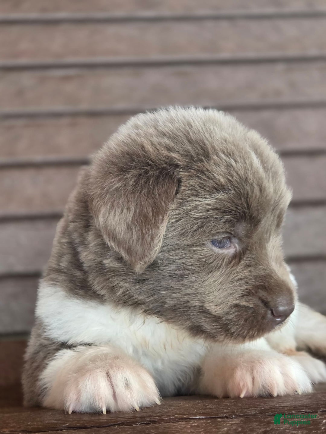 Newfoundland dogs for sale: Lacie - Image 6
