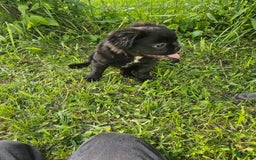 French Bulldog dogs for sale: Fluffy Female Liz - Image 9