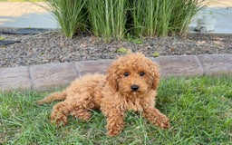 Cockapoo dogs for sale: Terry - Image 5