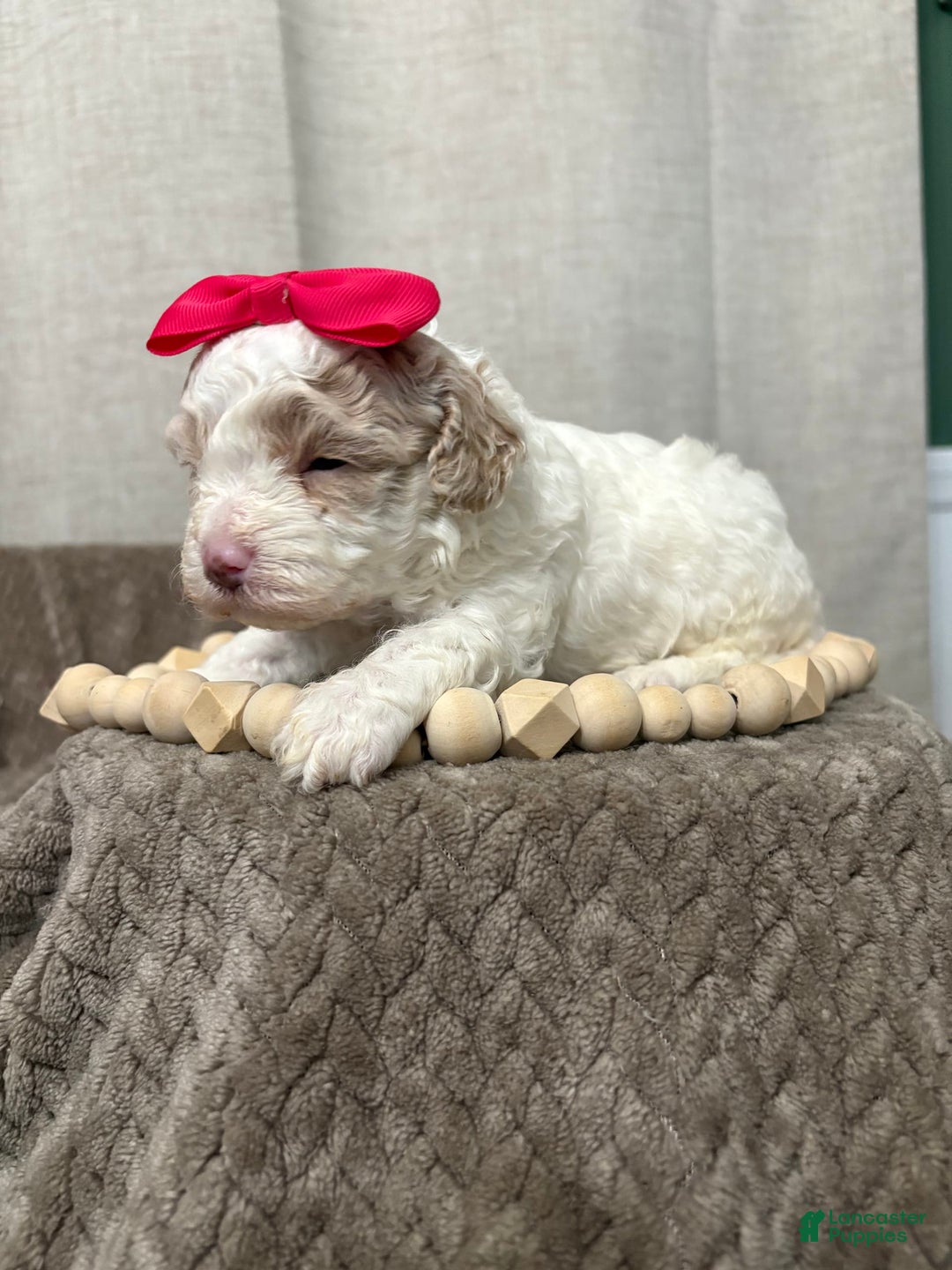 Cavapoo dogs for sale: Cannoli - Image 4