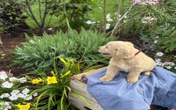 Goldendoodle dogs for sale: Jasmine - Image 5