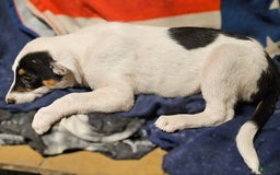Border Collie dogs for sale: Gumbi - Image 23