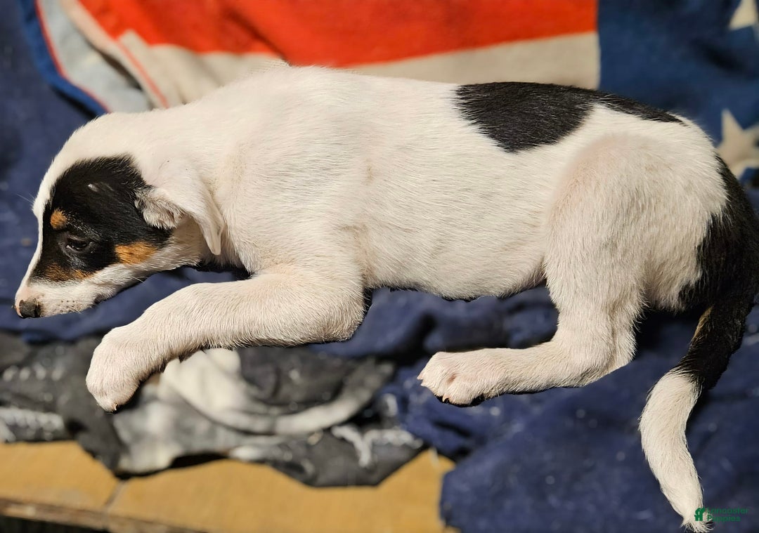 Border Collie dogs for sale: Gumbi - Image 23
