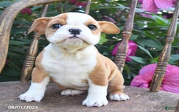 English Bulldog dogs for sale: Bella - Image 4