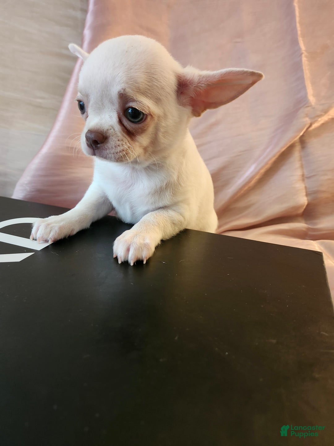 Chihuahua dogs for sale: Chanel - Image 5