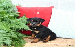 Rottweiler dogs for sale: Roxanne - Image 5