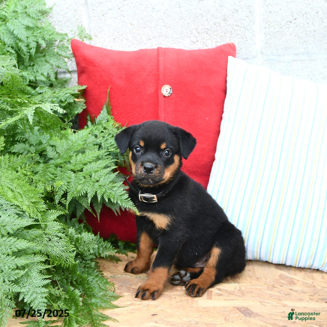 Rottweiler dogs for sale: Roxanne - Image 5