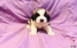 Saint Bernard dogs for sale: 14 Saints Available - Image 9