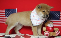 Shiba Inu dogs for sale: Larry - Image 53