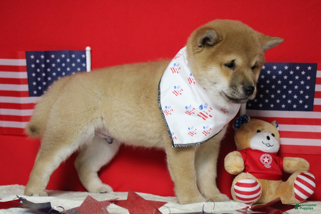 Shiba Inu dogs for sale: Larry - Image 53