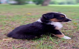 Australian Shepherd dogs for sale: Hardison - Image 12