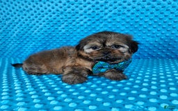 Shih Tzu dogs for sale: Koda - Image 17