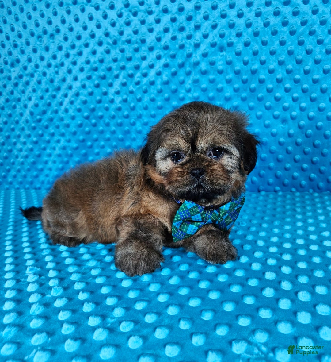 Shih Tzu dogs for sale: Koda - Image 17