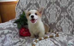 Welsh Corgi Pembroke dogs for sale: Kory - Image 16
