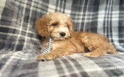 Cockapoo dogs for sale: Kam - Image 7