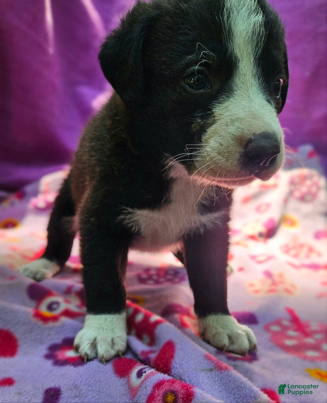 Border Collie dogs for sale: Coco - Image 13