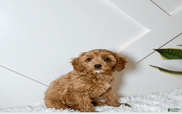 Cavapoo dogs for sale: Zoe - Image 1