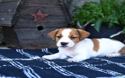 Jack Russell Terrier dogs for sale: Max - Image 3