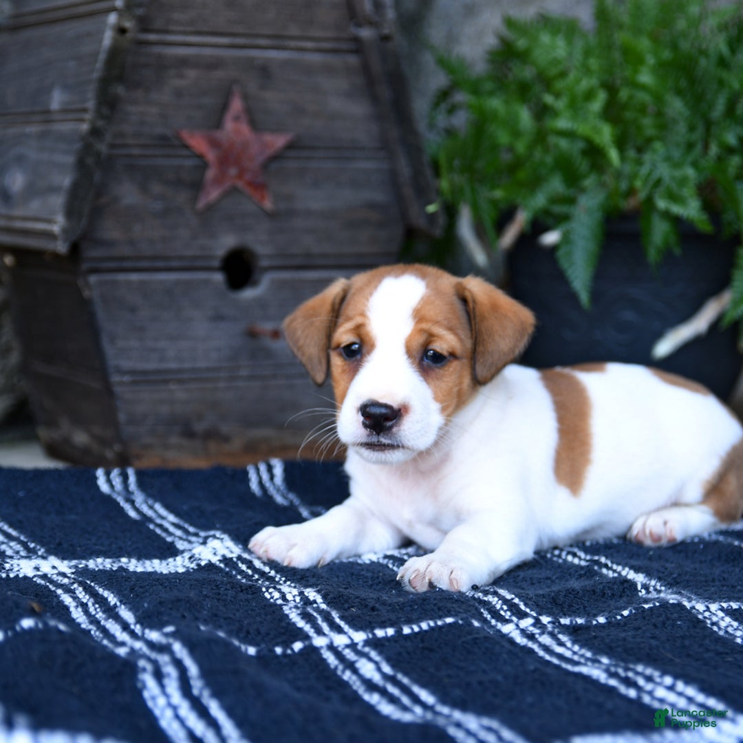 Jack Russell Terrier dogs for sale: Max - Image 3